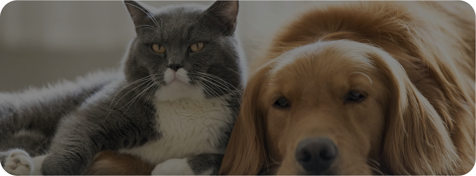 شرکت حیوان خانگی (Haian) ، Ltd