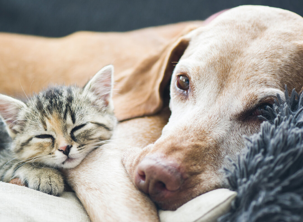 شرکت حیوان خانگی (Haian) ، Ltd